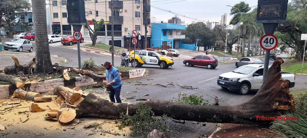 Arvore de grande porte interdita a Av. das Cataratas