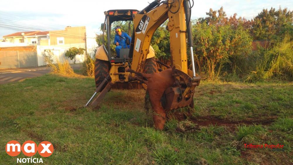 Dois Cavalos Morrem Após Ataque de Abelhas