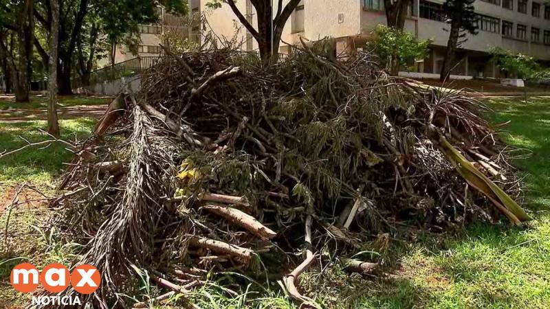 Secretaria de Meio Ambiente faz alerta sobre descarte incorreto de galhos e entulhos