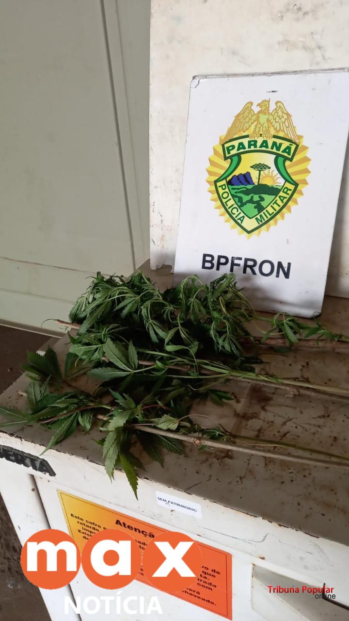 PF e BPFRON destroem plantação de maconha em Foz do Iguaçu
