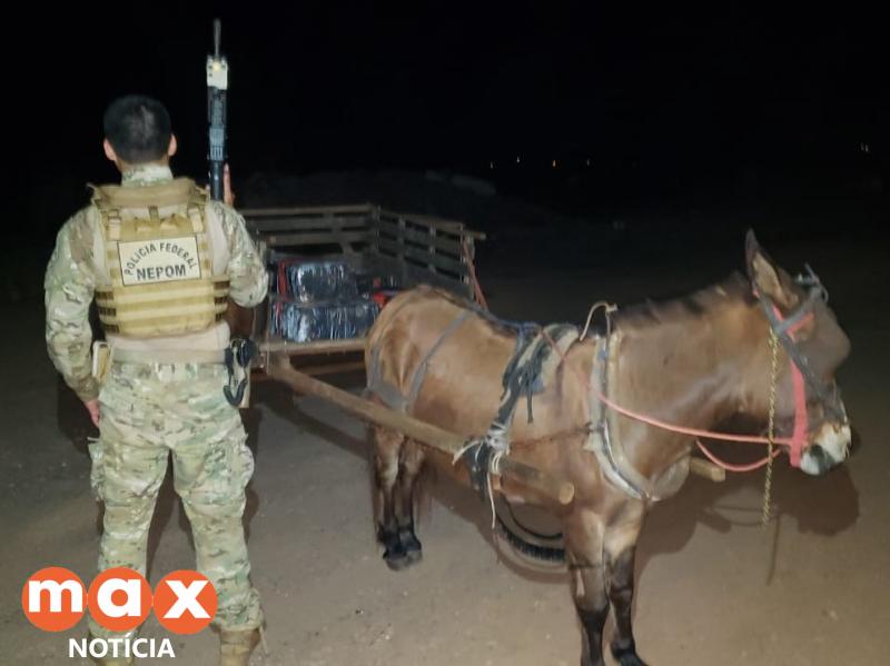 Burro é apreendido puxando carroça carregada de maconha