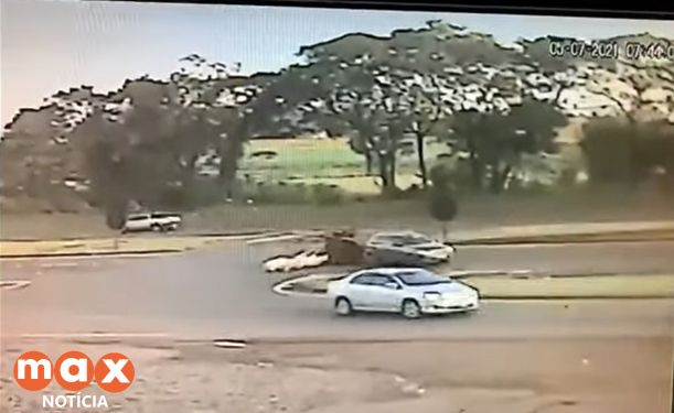 Porcos caem de reboque na rodovia BR 277 em São Miguel do Iguaçu
