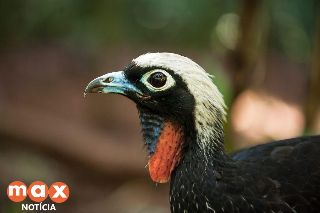 Aves nascidas no Parque das Aves vão para programa de reintrodução