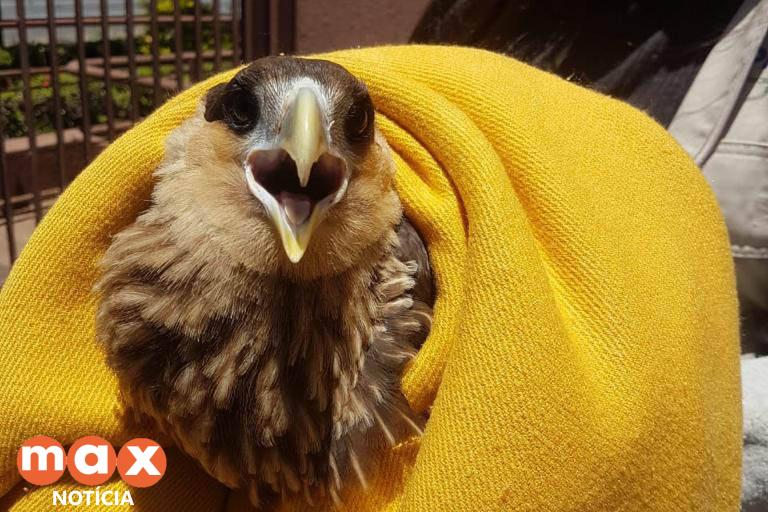 IAT promove capacitação para voluntários no cuidado com animais silvestres