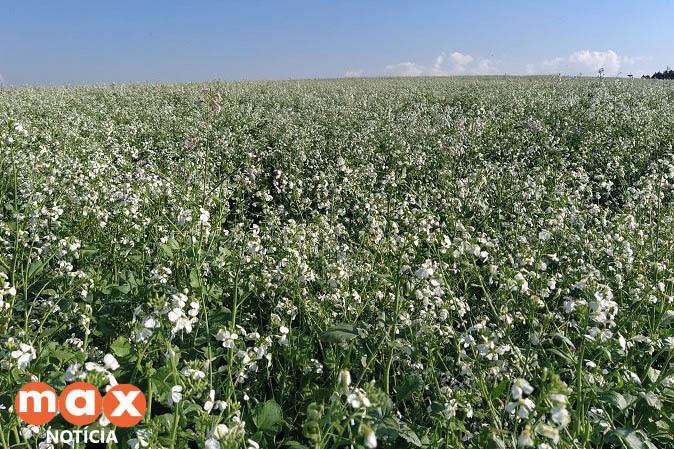 Culturas de inverno aumentam a produção de mel e preservam o solo, aponta IDR