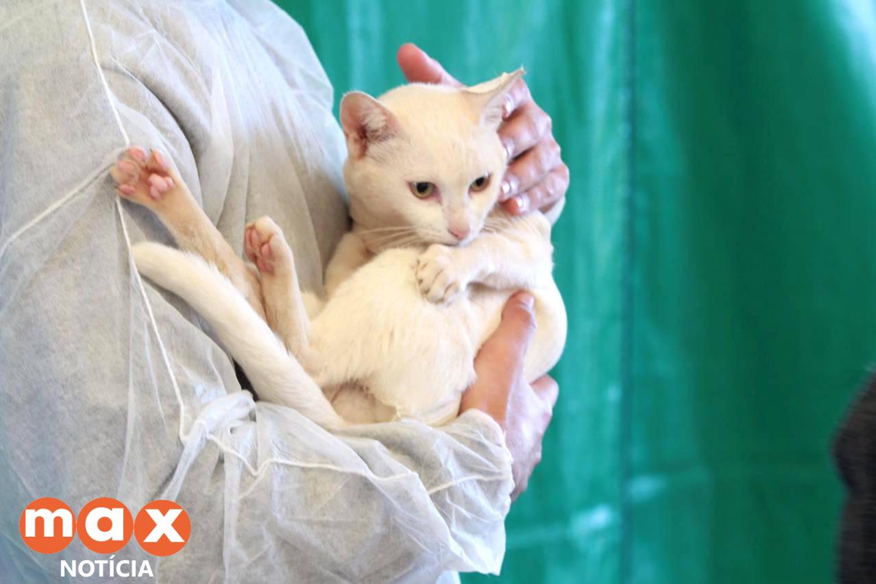 Estado promove campanha de conscientização ao câncer de próstata em pets