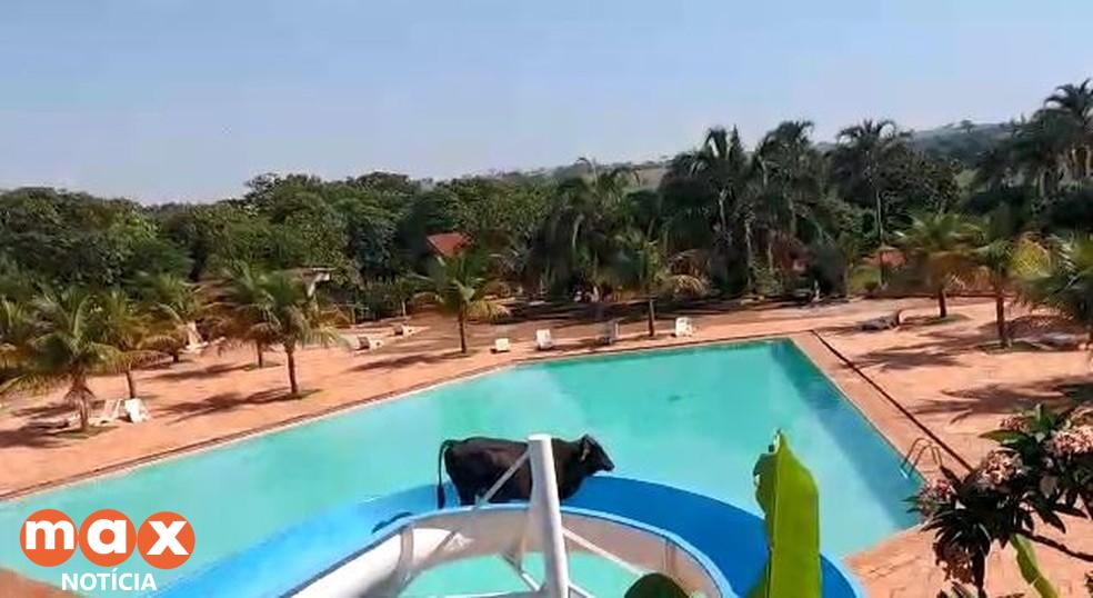 Boi escorrega em toboágua de clube no interior de SP; vídeo