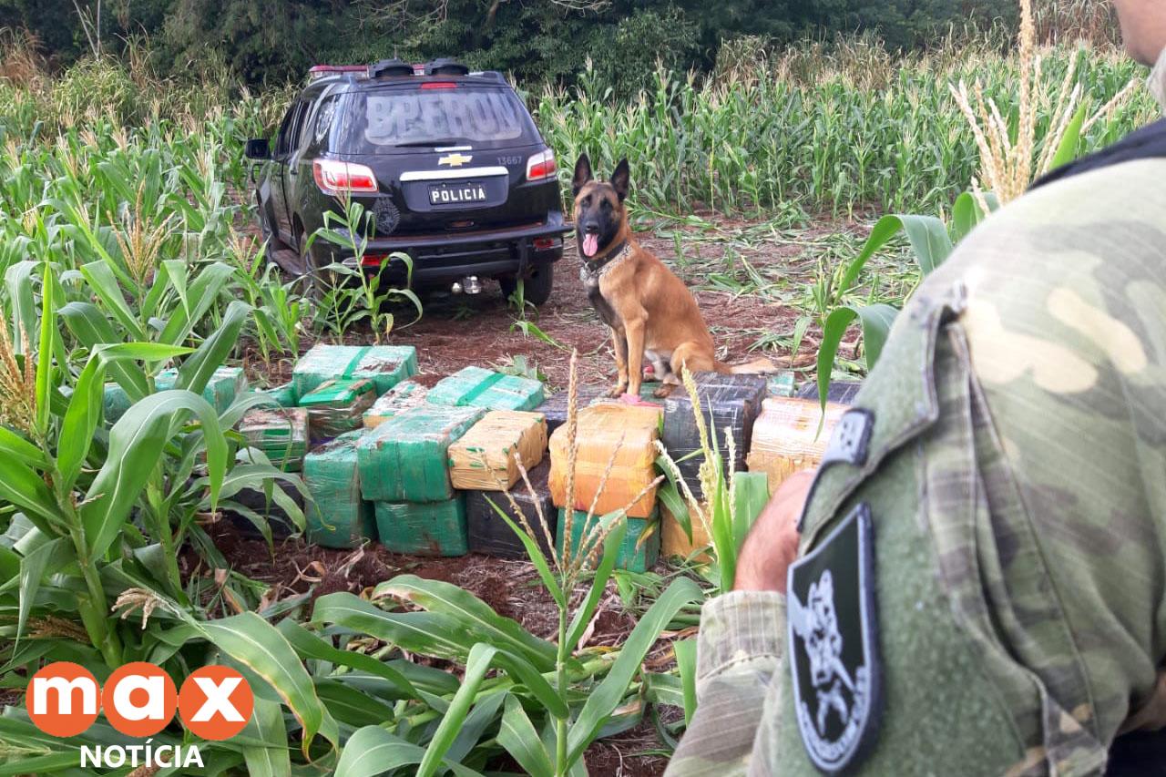 No Paraná, 219 toneladas de drogas foram apreendidas nos primeiros nove meses do ano