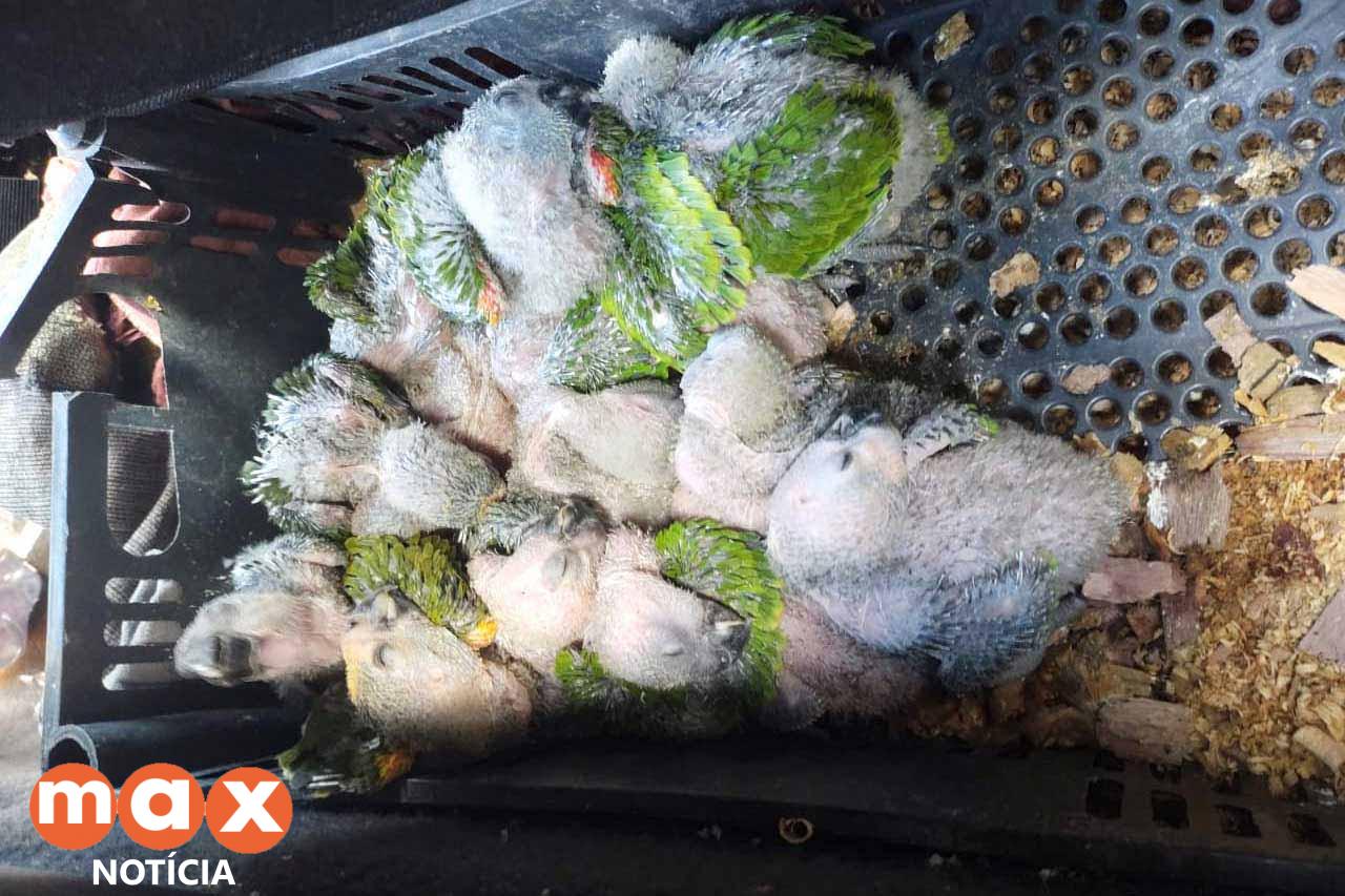 Aves apreendidas em fiscalização são diagnosticadas com doença transmissível