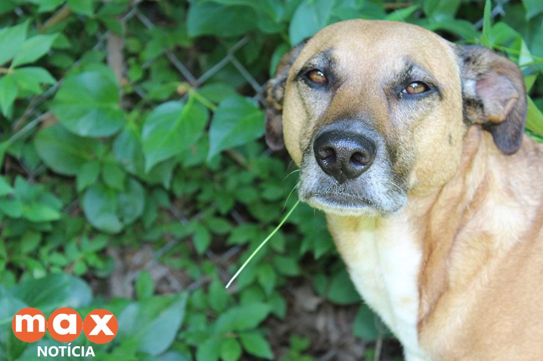 Programa de Controle Populacional de Cães e Gatos tem 800 castrações garantidas na primeira e segunda etapa