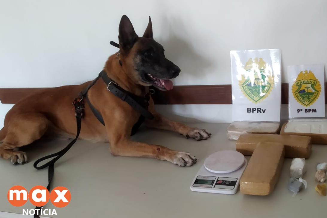 Cão de faro da Polícia Rodoviária Estadual descobre drogas em casa em Guaratuba