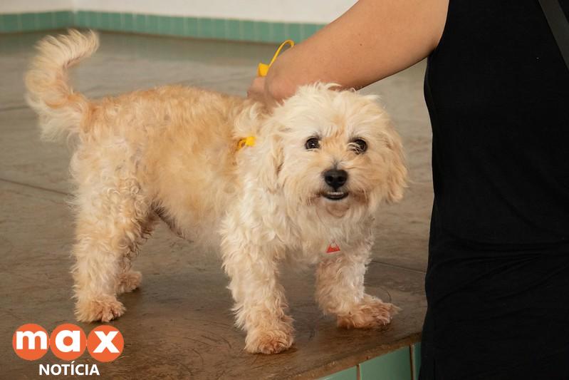 Castramóvel estará no Morumbi neste final de semana