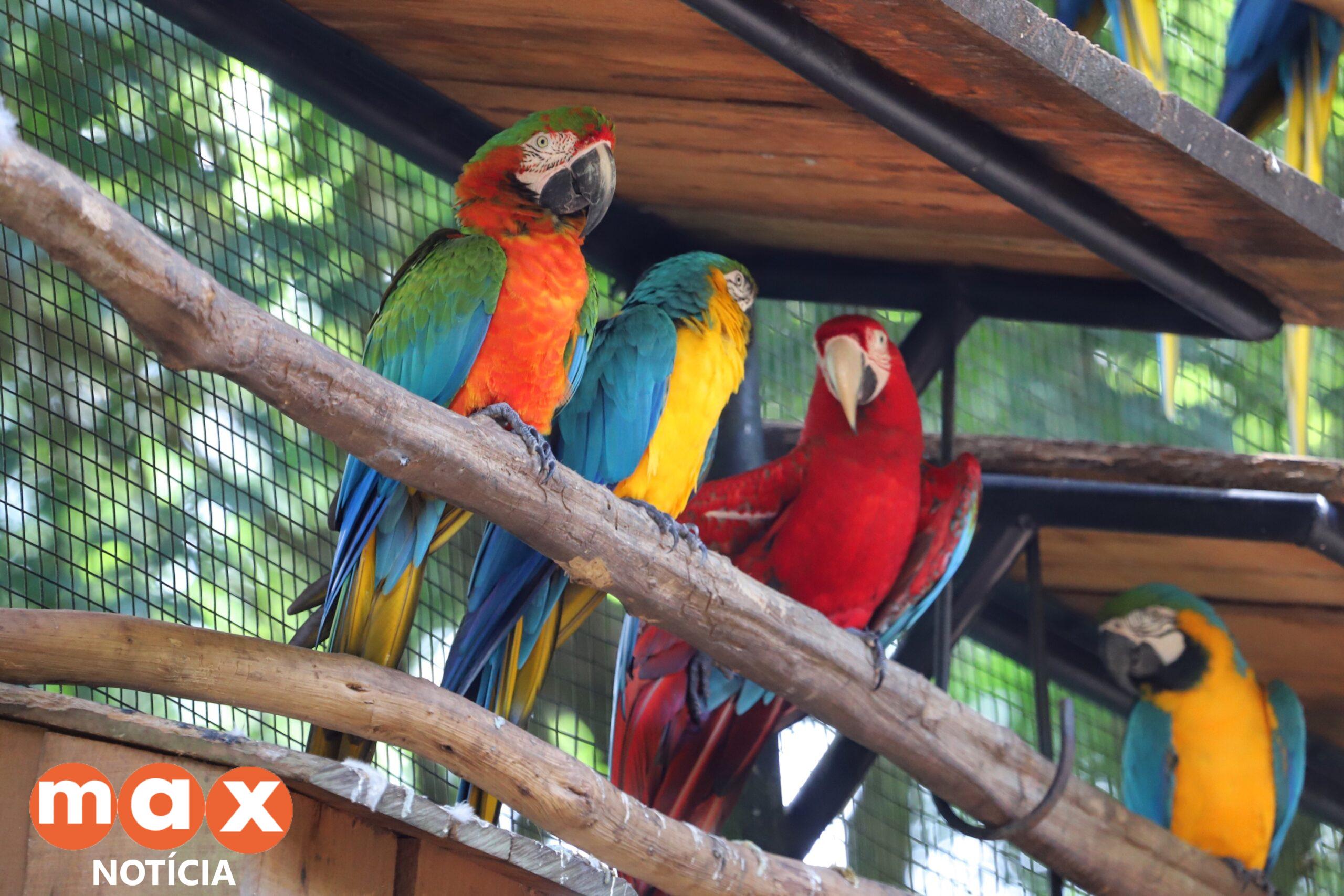 Semana do Meio Ambiente reúne estudantes em palestra sobre cuidado a animais silvestres