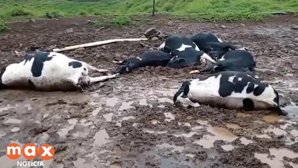 Descarga elétrica mata 19 vacas no Paraná; vídeo