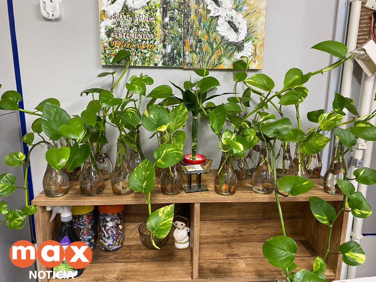 Paisagismo corporativo transforma ambientes e melhora a qualidade do trabalho em unidades da prefeitura