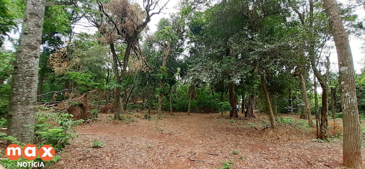 Bosque dos Macacos no Jardim Ipê será unidade de conservação