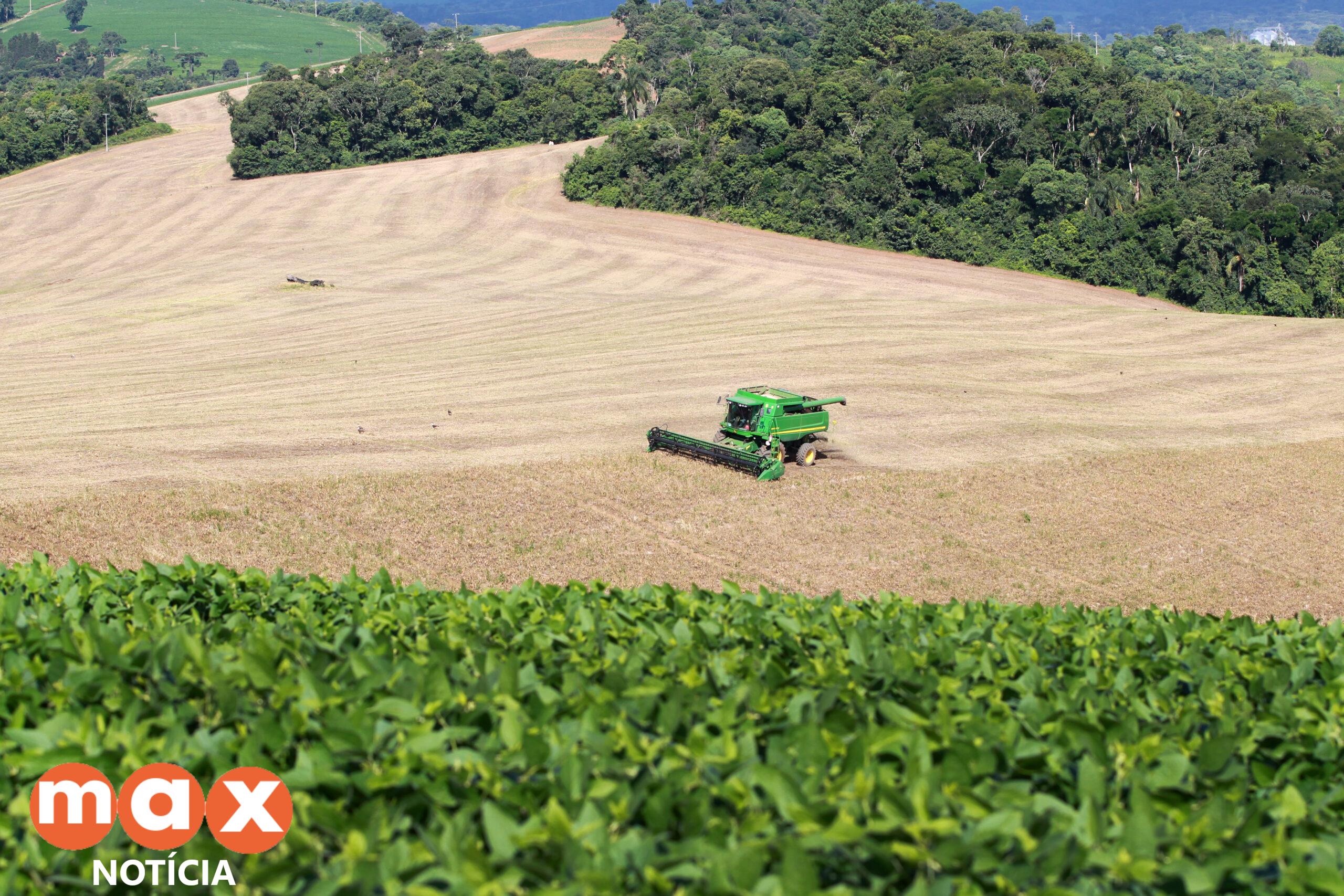 Com boa qualidade dos grãos, produtores de feijão já comercializaram 90% da 1ª safra