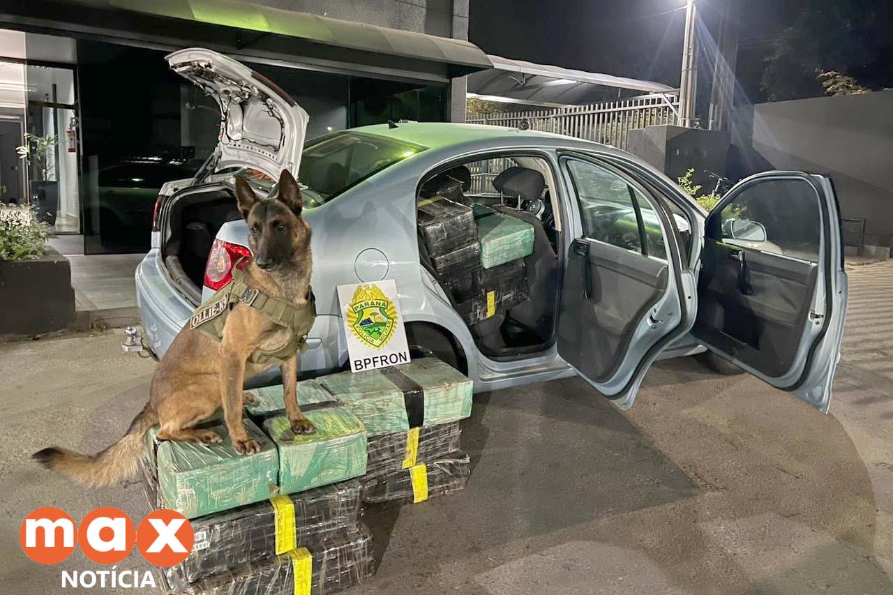 Polícia Militar apreende quase meia tonelada de maconha em operação na PR-317