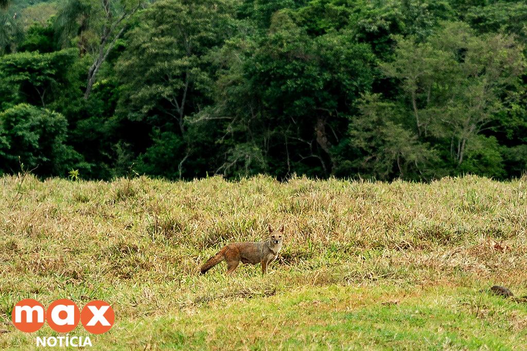 Inspirado pelo Santa Maria, IAT estuda ampliar corredores ecológicos do Paraná