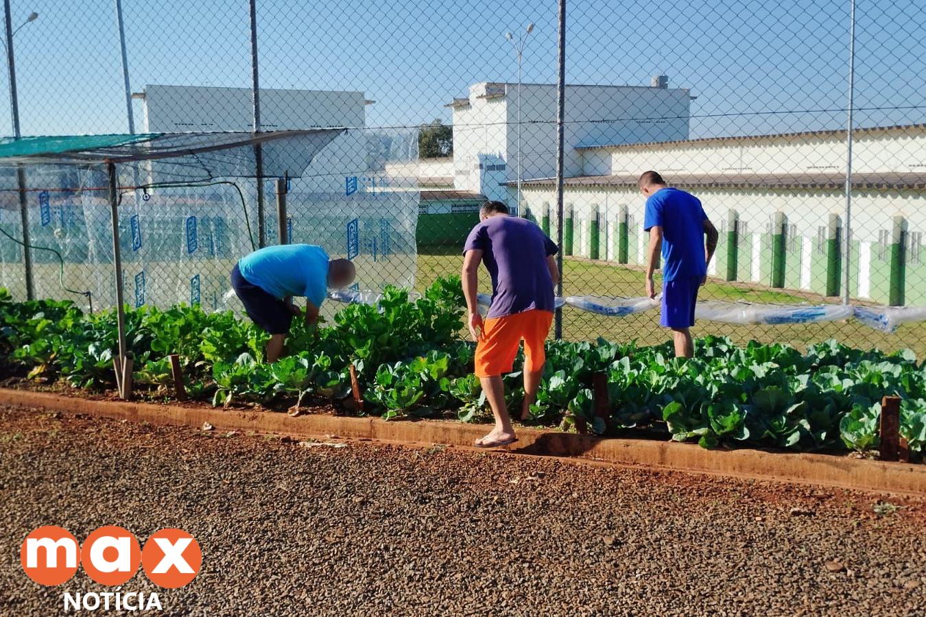 Projeto Semear, da Polícia Penal, fornece produtos orgânicos a escola de Foz do Iguaçu