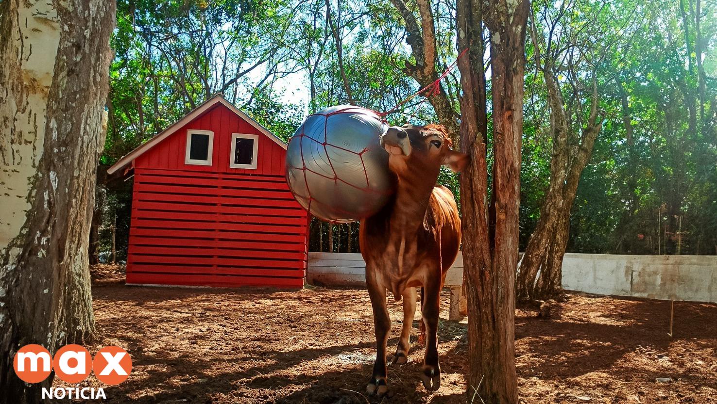 No Eco Park, vacas brincam com bola para se divertir e manter o peso