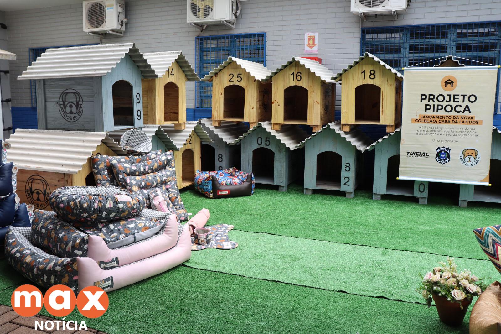 Detentos de Cascavel fazem 100 casinhas para cães resgatados das ruas