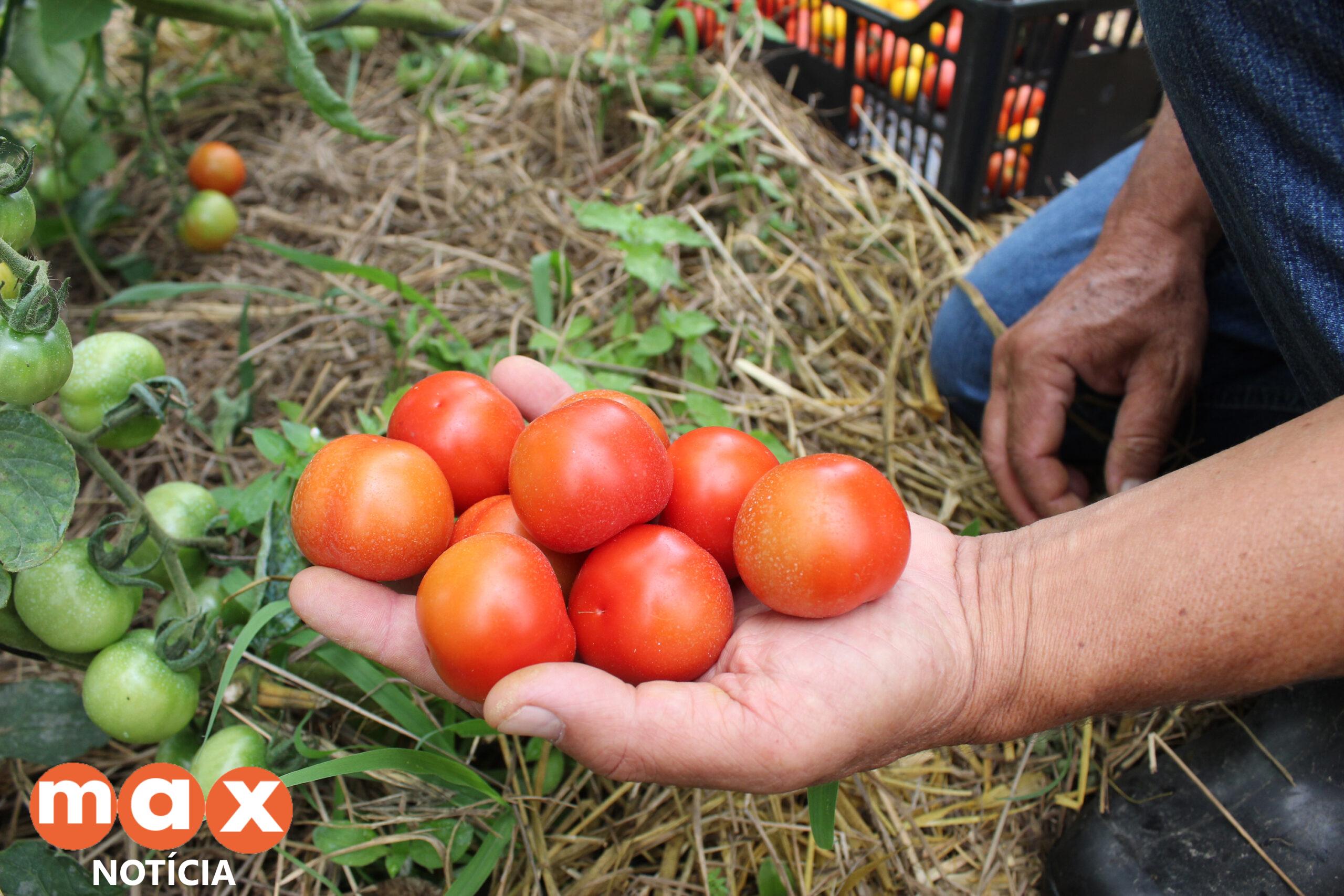 Tecpar orienta população a identificar produtos orgânicos não certificados
