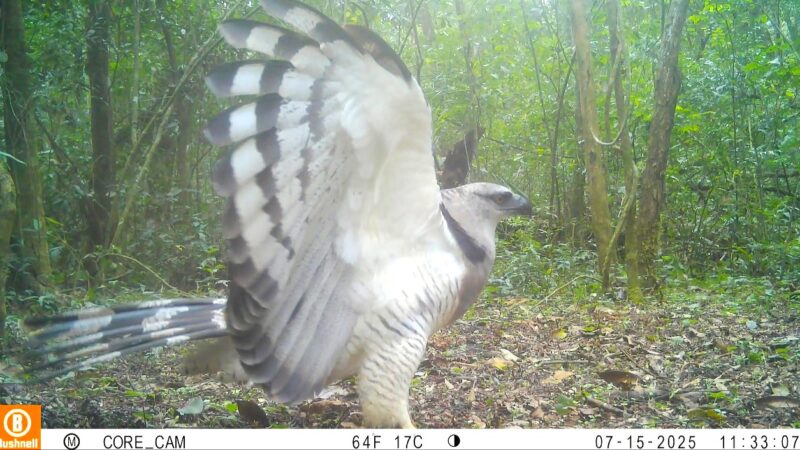 Ave predadora é registrada pela primeira vez em vídeo no Parque Nacional do Iguaçu