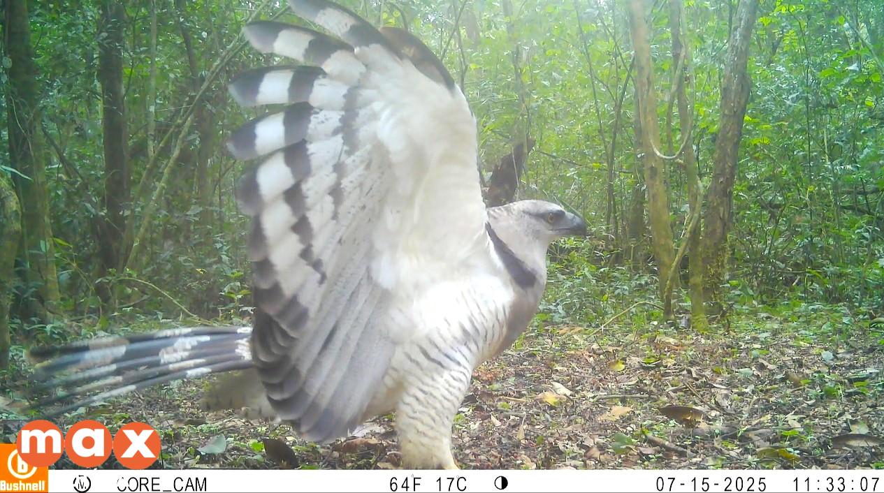 Ave predadora é registrada pela primeira vez em vídeo no Parque Nacional do Iguaçu