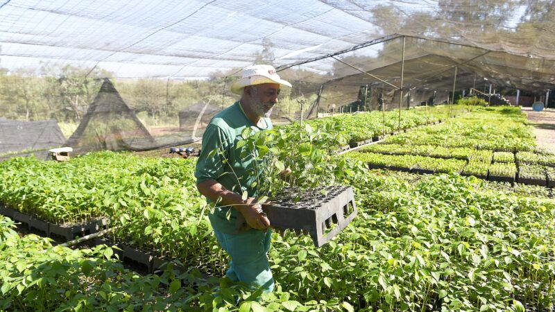 Estado vai ampliar em 20% as espécies de mudas ofertadas à população até 2027