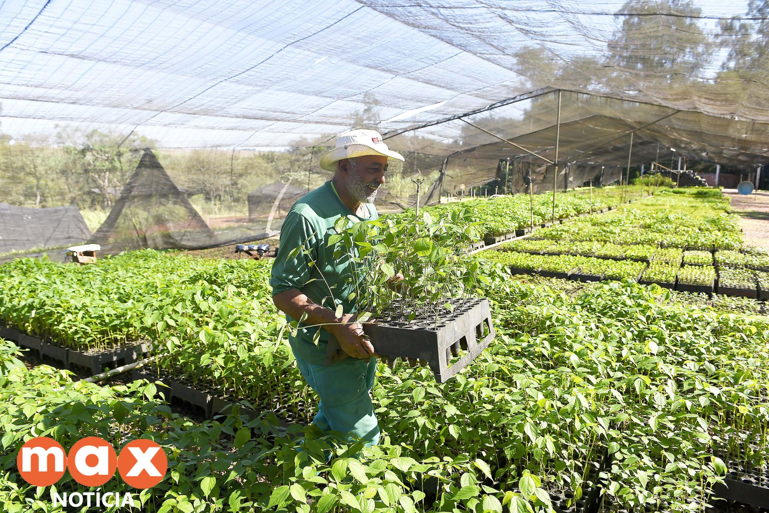 Estado vai ampliar em 20% as espécies de mudas ofertadas à população até 2027