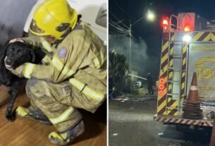 Cachorrinha se esconde durante incêndio em casa e é encontrada pelos bombeiros, no Paraná; morador ficou ferido