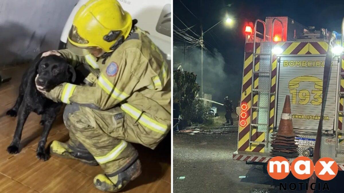 Cachorrinha se esconde durante incêndio em casa e é encontrada pelos bombeiros, no Paraná; morador ficou ferido