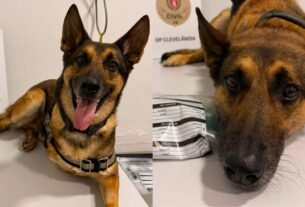 Cão policial se aposenta após diagnóstico de câncer, fica deprimido e é colocado de volta ao trabalho no Paraná