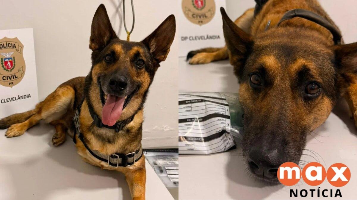 Cão policial se aposenta após diagnóstico de câncer, fica deprimido e é colocado de volta ao trabalho no Paraná