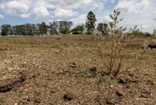 Justiça suspende cobrança de R$ 358 mil de produtor rural após prejuízos com estiagem