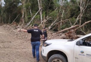 Operação contra desmatamento termina com 445 autuações e R$ 14,2 milhões em multas no Paraná