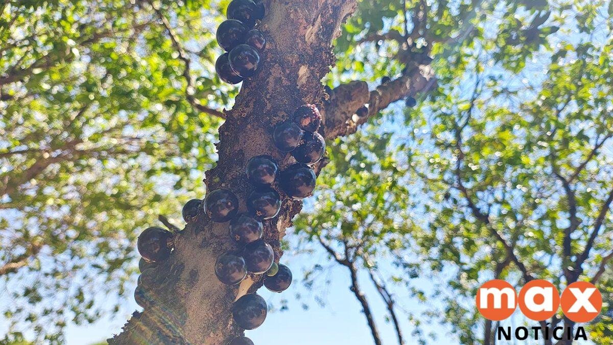 Temperos da terra: os sabores que preservam a cultura do campo