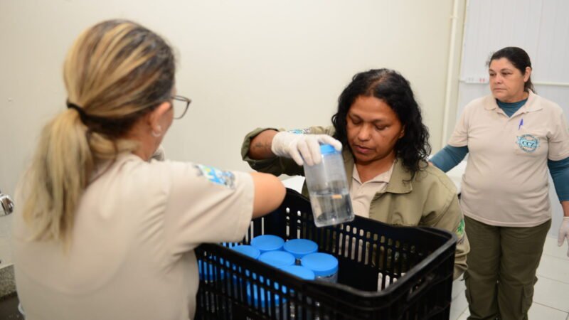 CCZ começa a produzir mosquitos com a bactéria Wolbachia para nova etapa de soltura em Foz do Iguaçu