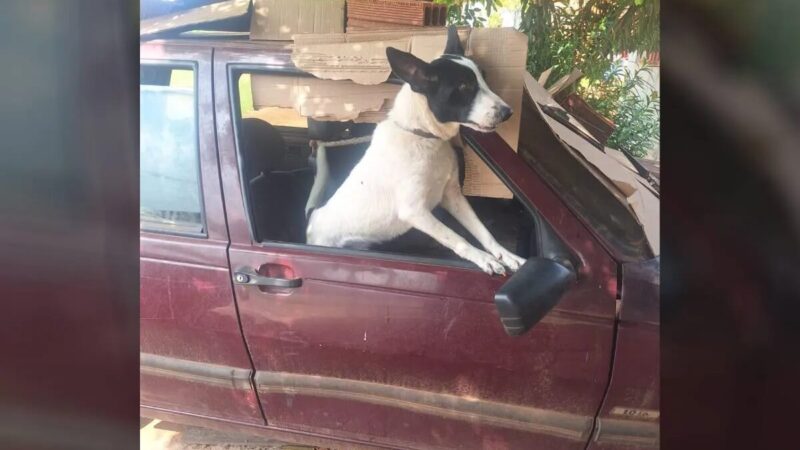 Cachorro passa três meses preso em carro no Paraná