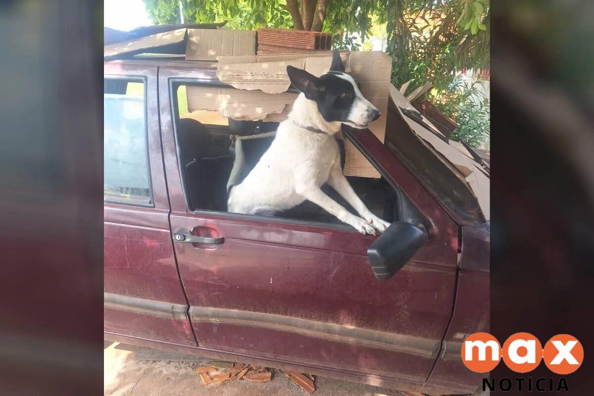 Cachorro passa três meses preso em carro no Paraná