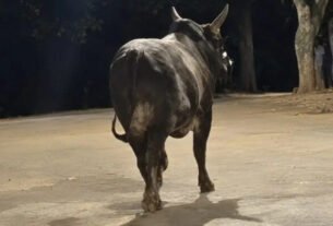 Idosa de 78 anos morre após ser atacada por touro no Paraná