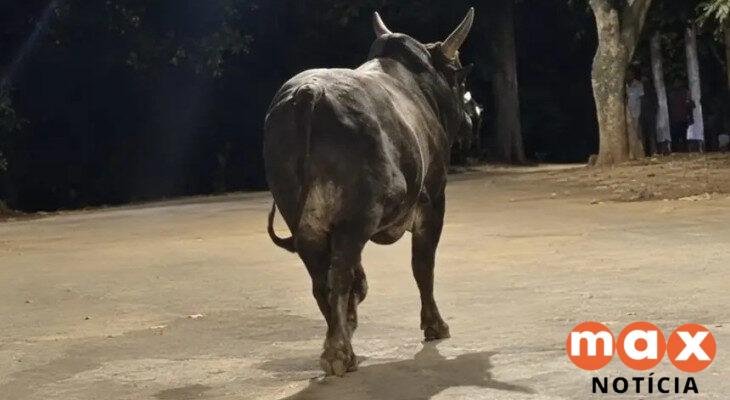 Idosa de 78 anos morre após ser atacada por touro no Paraná