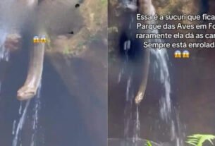Sucuri surpreende visitantes durante passeio no Parque das Aves em Foz