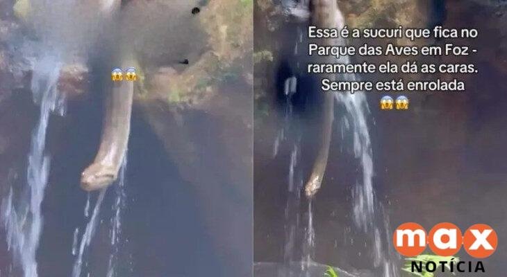 Sucuri surpreende visitantes durante passeio no Parque das Aves em Foz