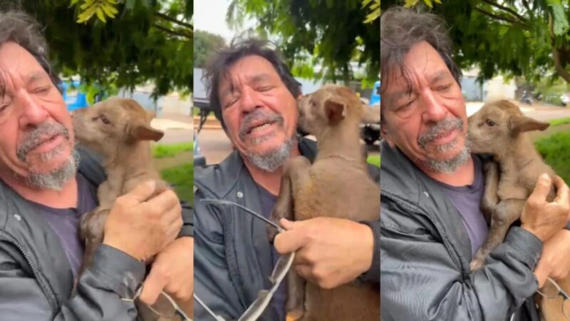 Filhote de cabra levado por motoboy no Paraná é reencontrado