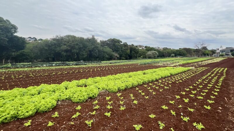 Horta comunitária transforma terreno baldio em Cascavel