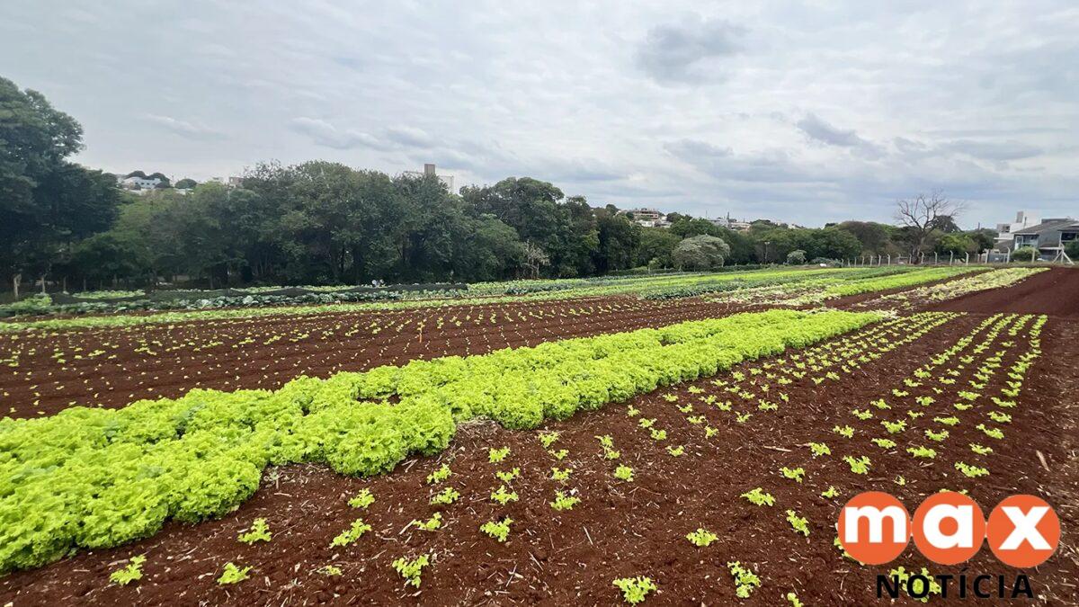 Horta comunitária transforma terreno baldio em Cascavel