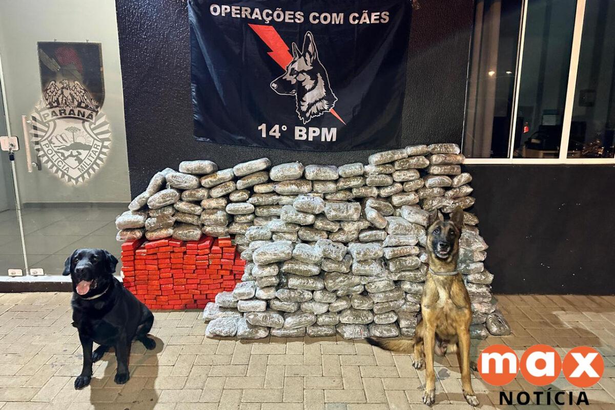 Apreensões de maconha disparam 228% na fronteira do Paraná