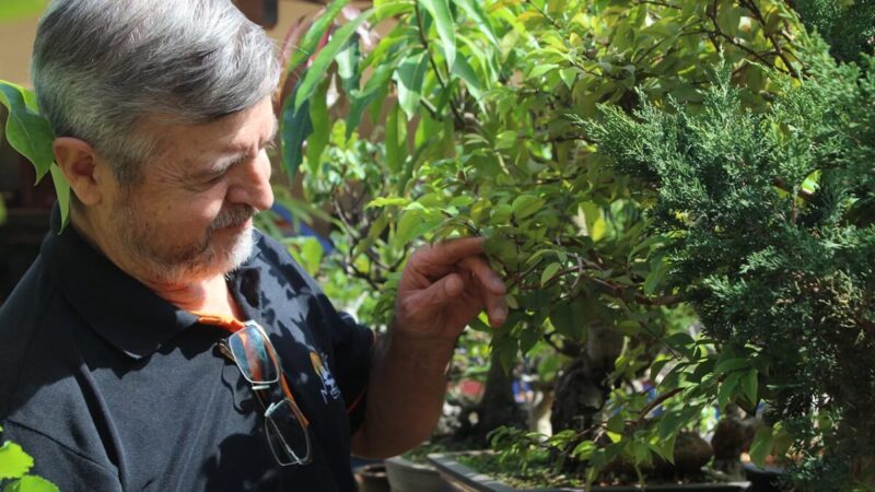 Bonsai com mais de mil anos revela os segredos da arte milenar